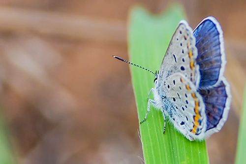 karner blue butterfly image